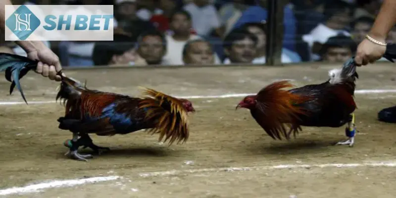 Có nhiều lợi ích khi chơi đá gà online casino