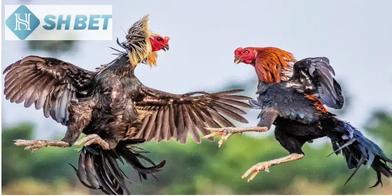 Hiện nay có nhiều hình thức đá gà nổi bật tại casino