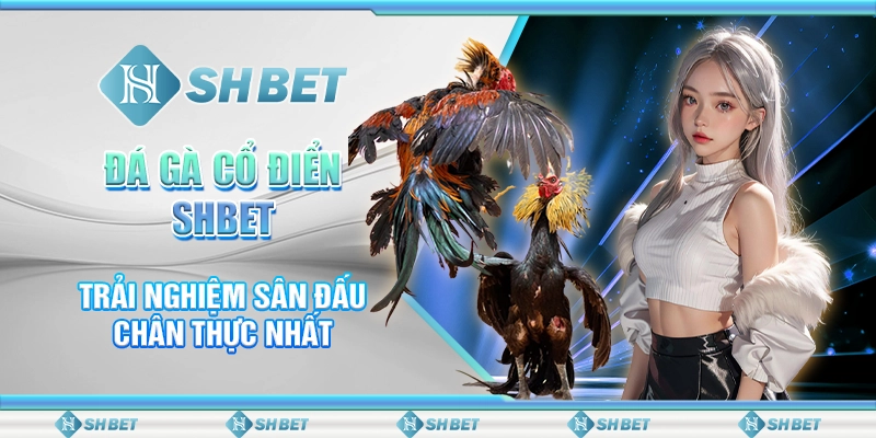 Đá Gà Cổ Điển SHBET – Trải Nghiệm Sân Đấu Chân Thực Nhất