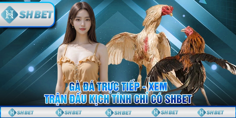 gà đá trực tiếp
