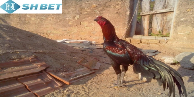 Đá gà cổ điển được nhiều khách hàng quan tâm để giải trí