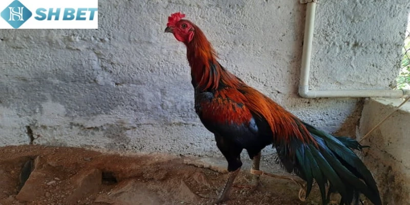 Ngày nay có các hình thức đá gà phổ biến trên thị trường