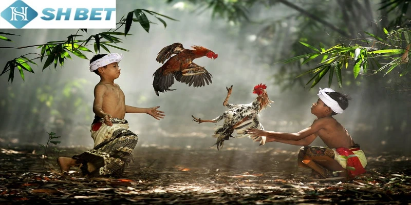 Người chơi hãy cập nhật các giống gà chọi nổi bật tại Shbet