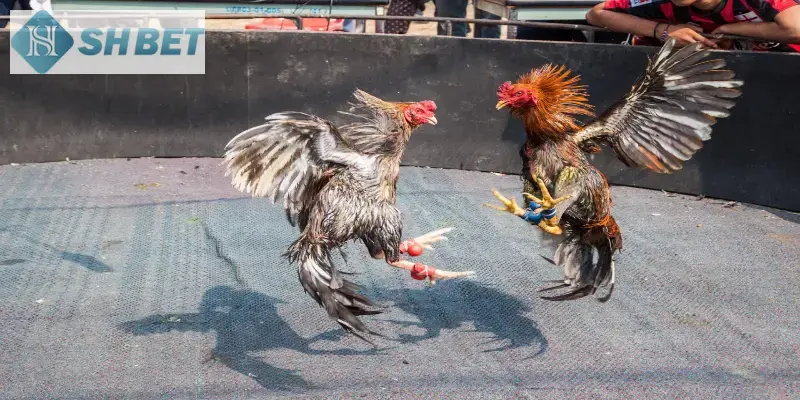 Bí kíp để Gà đá trực tiếp dễ thắng cho người chơi