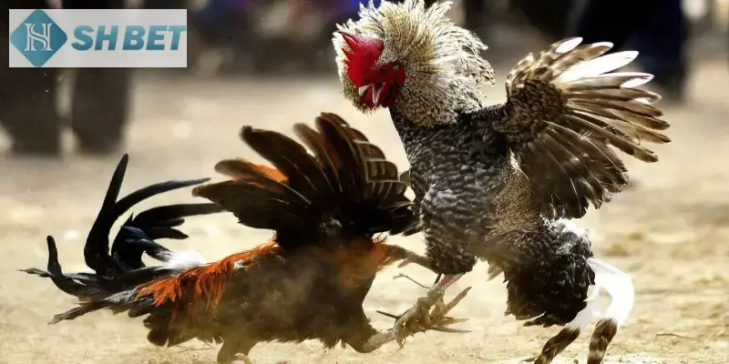 Đừng bỏ qua những lưu ý khi theo dõi đá gà trực tuyến