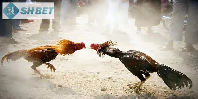 Các loại xem chọi gà trên mạng trực tuyến hiện nay cho bạn lựa chọn