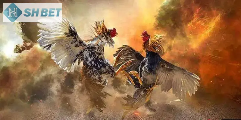 Những yếu tố khiến cho nền tảng nổi bật trên thị trường