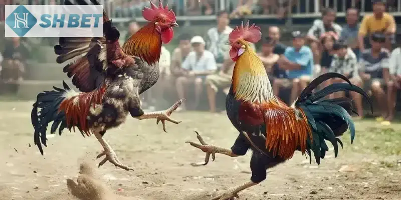 Xem đá gà trên mạng tại SHBET thả ga miễn phí