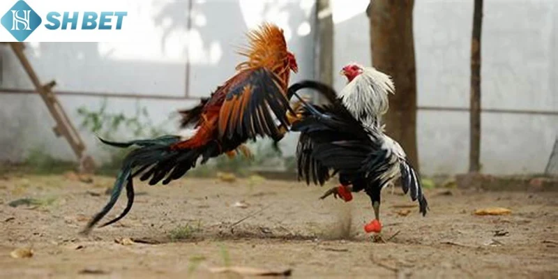 Chơi đấu gà hoàng gia không giới hạn hôm nay