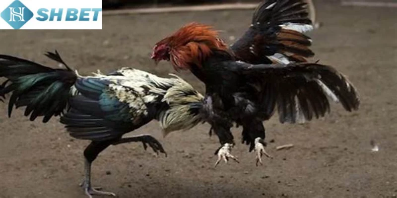 Hãy làm theo cách chơi chọi gà hoàng gia siêu chuẩn