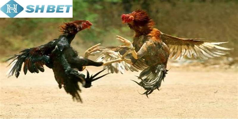 Có rất nhiều lợi ích khi tham gia chọi gà hoàng gia 