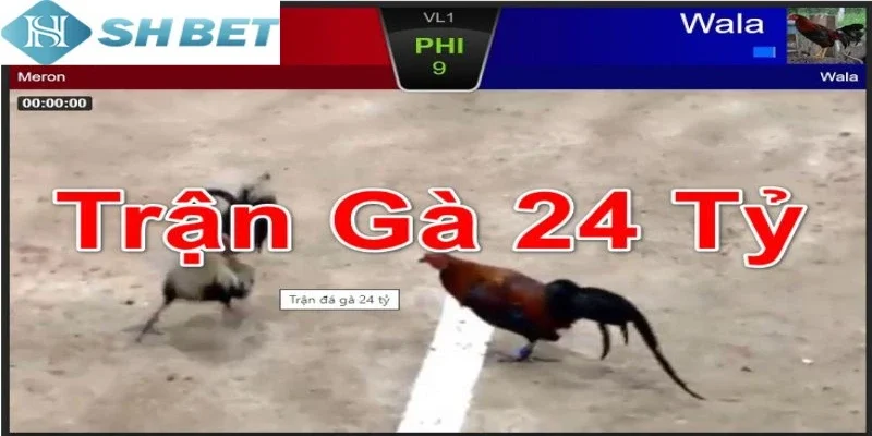 Thông tin về trận đá gà 24 tỷ mới nhất cho người mới