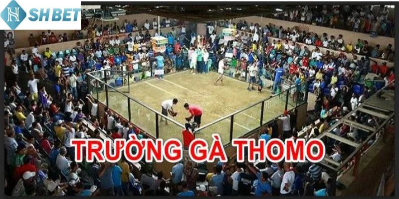 Tính kịch tính và hồi hộp trong trận chọi gà 24 tỷ bất bại