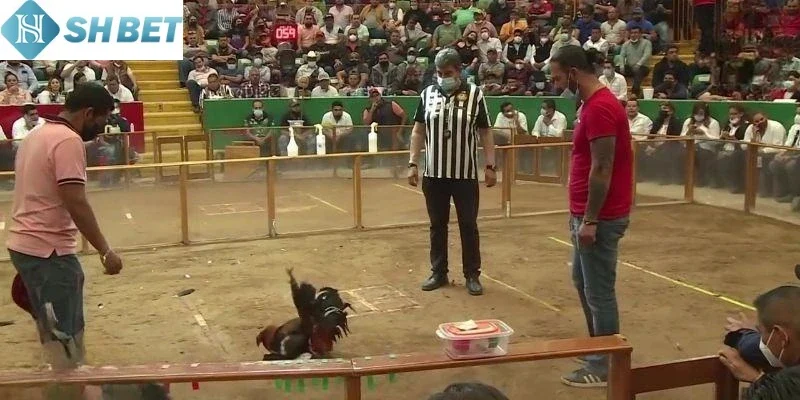 Có nhiều yếu tố ảnh hưởng đến kết quả của trận chọi gà 24 tỷ