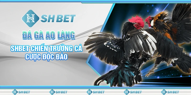 Đá Gà Ao Làng – SHBET Chiến Trường Cá Cược Độc Đáo