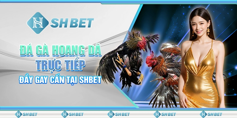 Đá Gà Hoang Dã Trực Tiếp Đầy Gay Cấn Tại SHBET