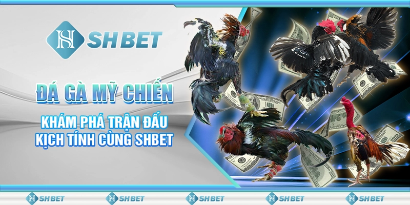 Đá Gà Mỹ Chiến - Khám Phá Trận Đấu Kịch Tính Cùng SHBET