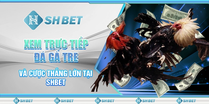Xem Trực Tiếp Đá Gà Tre Và Cược Thắng Lớn Tại SHBET