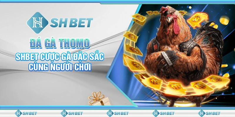 Đá Gà Thomo – SHBET Cược Gà Đặc Sắc Cùng Người Chơi