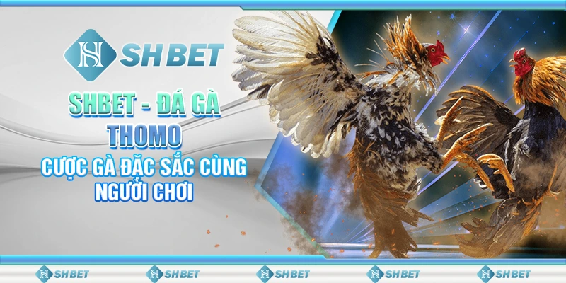 SHBET: Đá Gà Thomo – Cược Gà Đặc Sắc Cùng Người Chơi