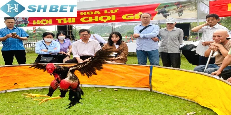 Đá gà ao làng xuất hiện từ lâu đời trong đời sống người Việt hiện nay