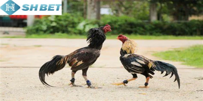 Có nhiều bí quyết nuôi và huấn luyện gà chọi tại ao làng