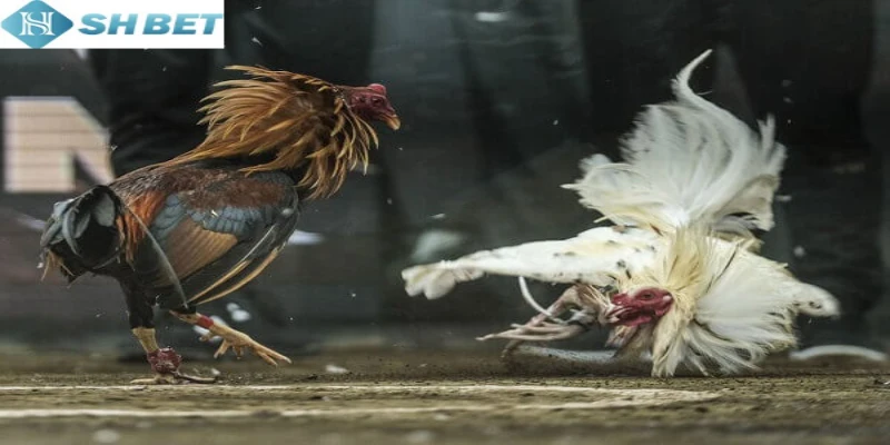 Xem đá gà hoang dã thả ga không giới hạn hôm nay