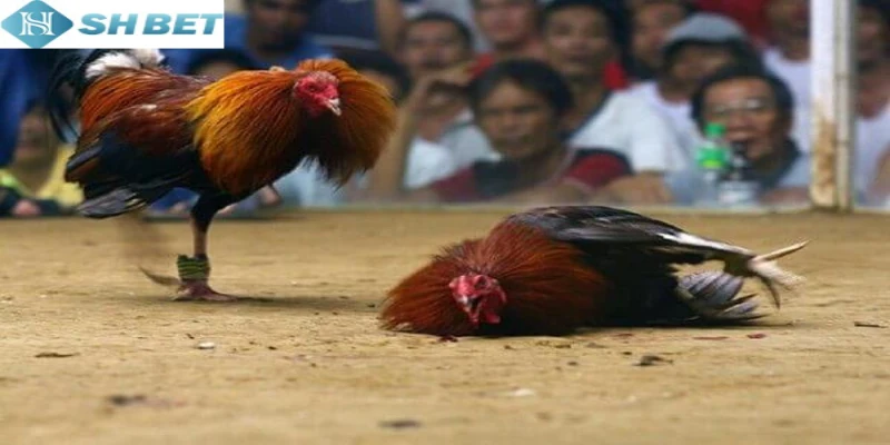 Hàng ngàn video chọi gà hoang dã tại nền tảng online