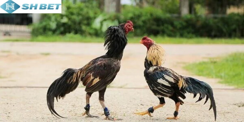 Cực nhiều ưu điểm khi xem chọi gà hoang dã của Shbet