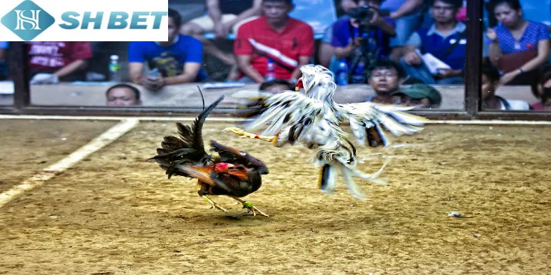 Lựa chọn xem đá gà mỹ chiến trực tuyến chuyên nghiệp