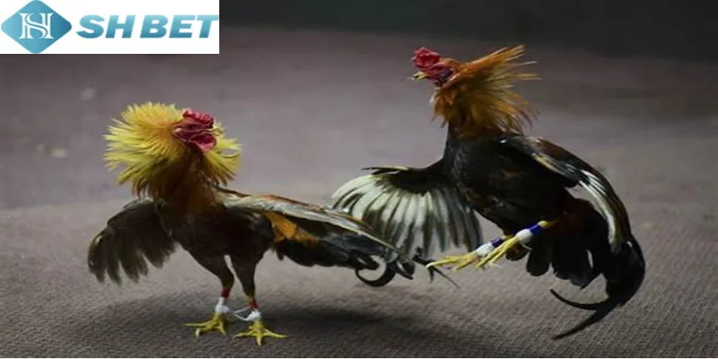 Làm theo hướng dẫn tham gia cá cược đá gà mỹ mỗi ngày chi tiết