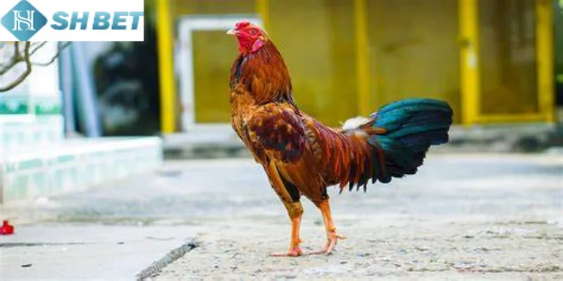 Có rất nhiều lợi ích khi tham gia đá gà mỹ online hôm nay