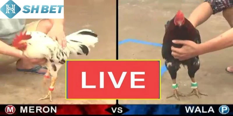 Chơi đá gà Thomo mang về tiền thưởng cực hấp dẫn