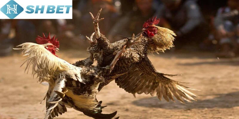 Có rất nhiều điểm đặc biệt làm nên sức hút của chọi gà thomo