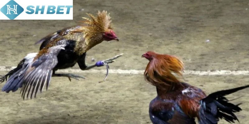 Đừng vội bỏ qua luật chơi đá gà tại thomo Shbet ngay hôm nay