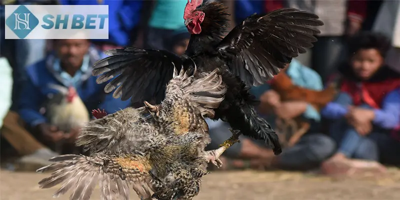 Tham gia cực dễ tại nhà cái SHBET ngay