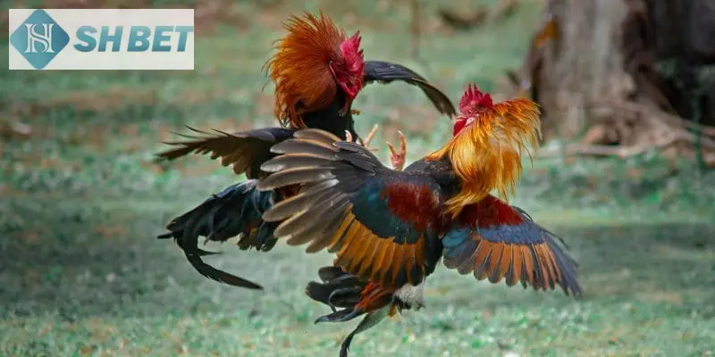 Một yếu tố quan trong khi đặt cược là quan sát kỹ chú gà