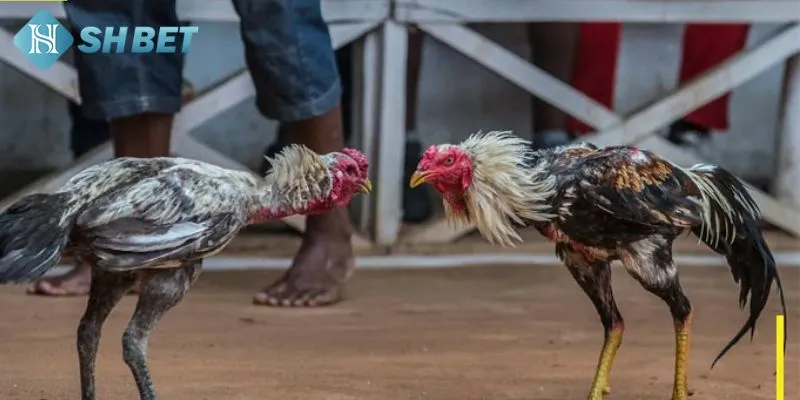 Giới thiệu tổng quan một số thông tin về trực tiếp đá gà tre