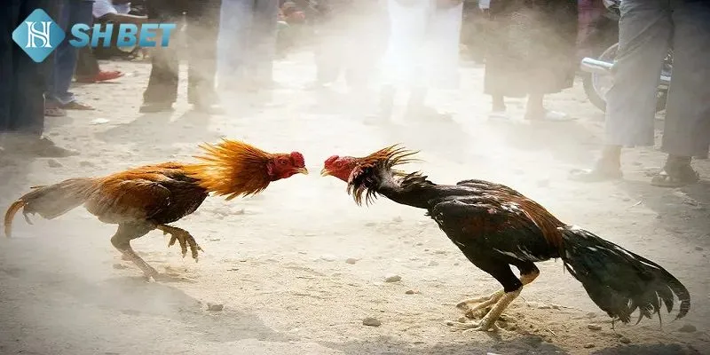 Những tính năng đặc biệt mà nền tảng đá gà mang đến cho bạn