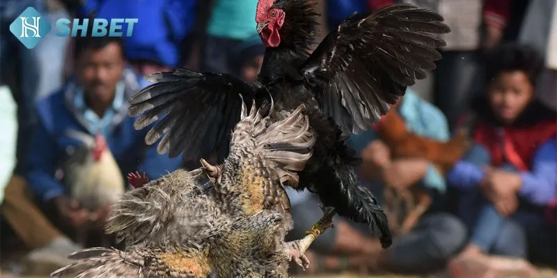 Tổng hợp những yếu tố ảnh hưởng đến quá trình cá cược đá gà