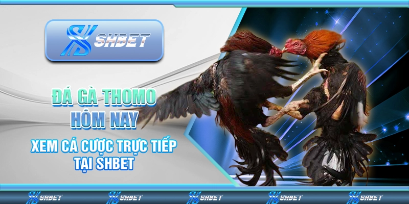 Đá Gà Thomo Hôm Nay - Xem Cá Cược Trực Tiếp Tại SHBET