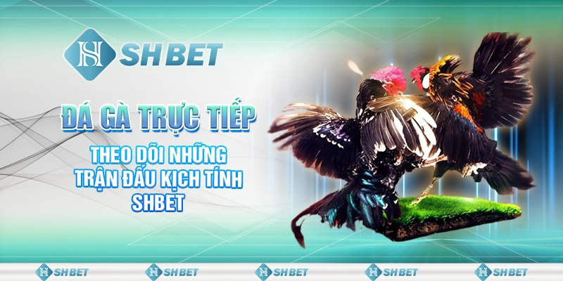 Đá Gà Trực Tiếp - Theo Dõi Những Trận Đấu Kịch Tính SHBET