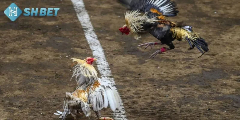 Các giống gà được nhiều khách hàng ưa chuộng nhất 2025