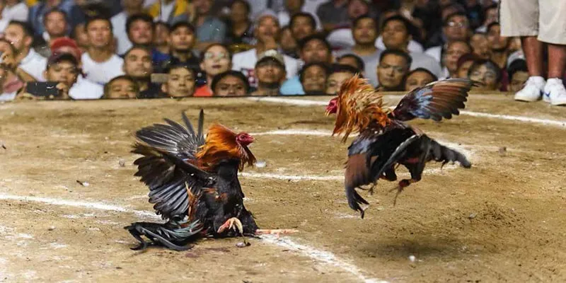 Bật mí kinh nghiệm chơi chọi gà 88 tăng tỷ lệ thắng