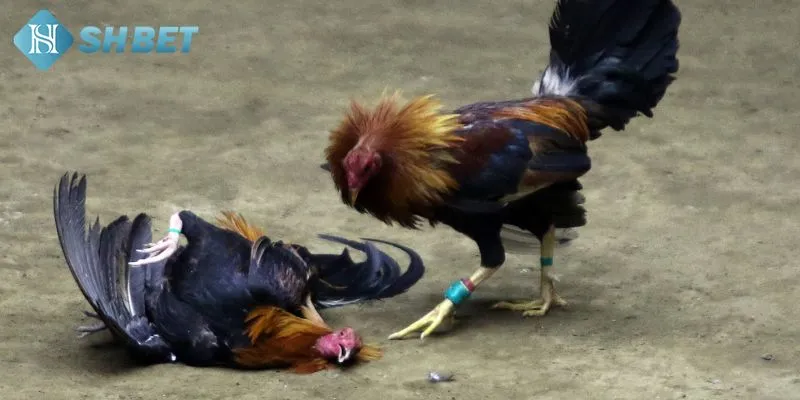 Giải đáp định nghĩa trong quá trình cá cược đá gà thomo hôm nay 2025