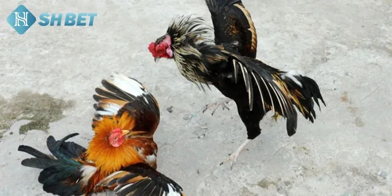 Giới thiệu tổng quát một vài thông tin hữu ích về đá gà trực tiếp