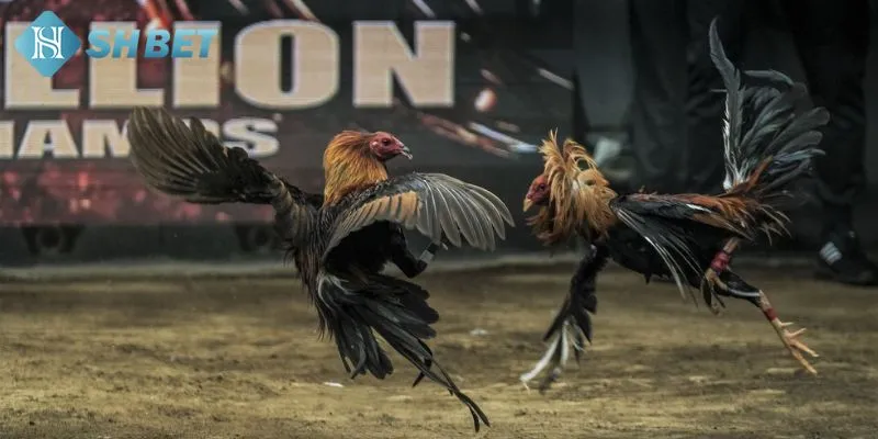 Một số hình thức chơi đá gà siêu hấp dẫn dành cho newbie