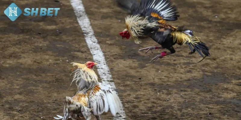 Tìm hiểu chung về luật chơi cá cược đá gà thomo đình đám nhất